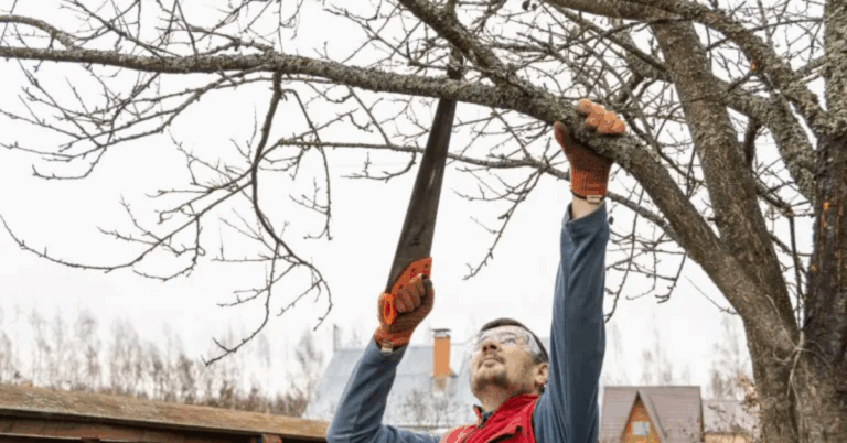 Professional Tree Pruning Service: Enhance Tree Health and Property Value