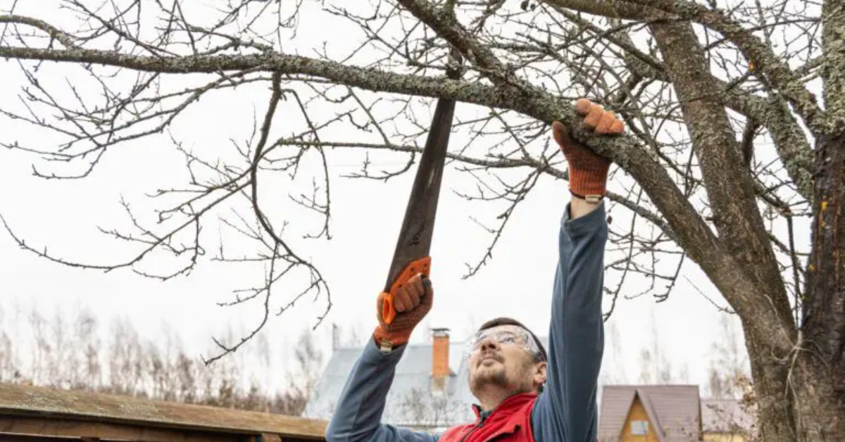 Tree Pruning Service
